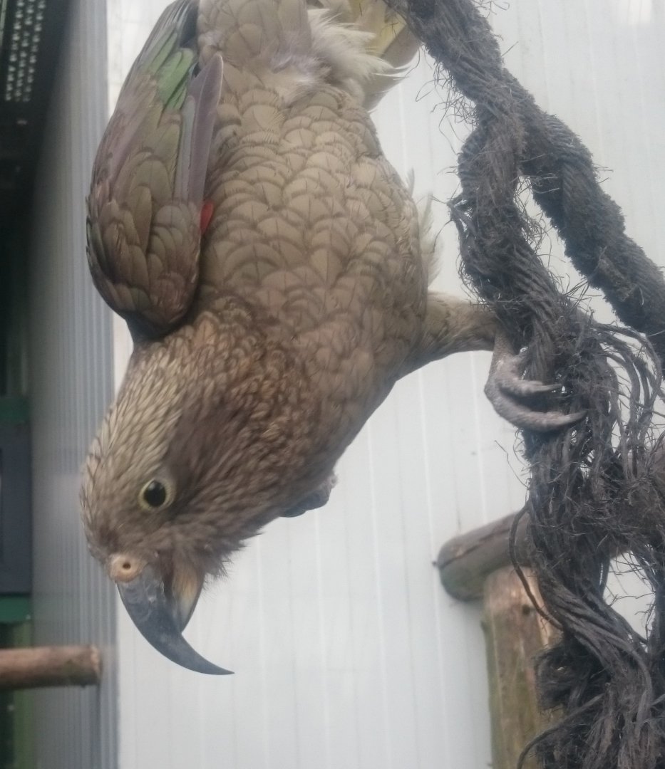 Kea