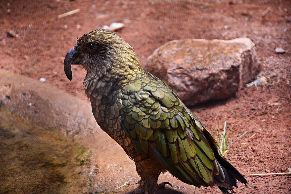Kea