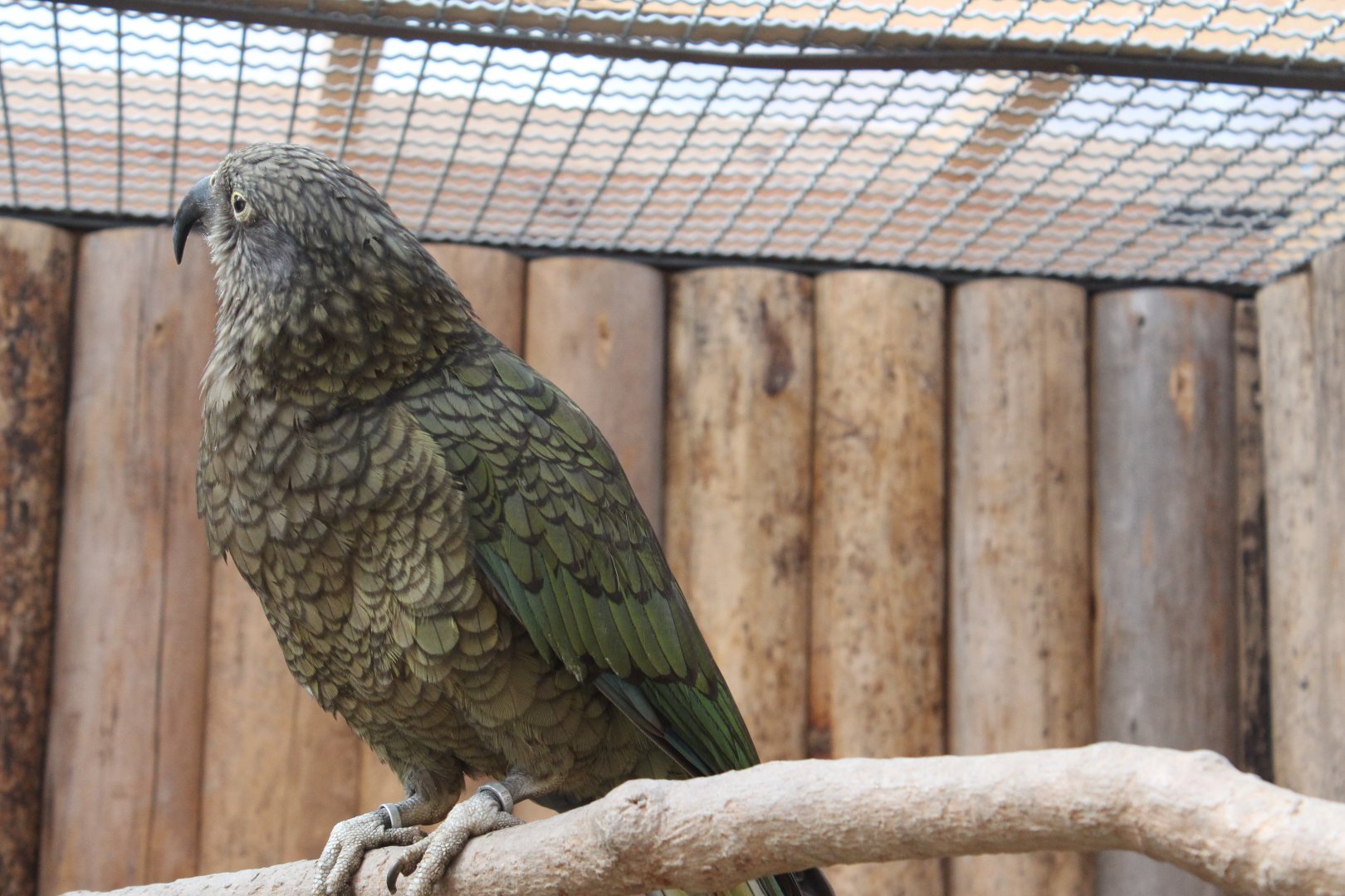Kea