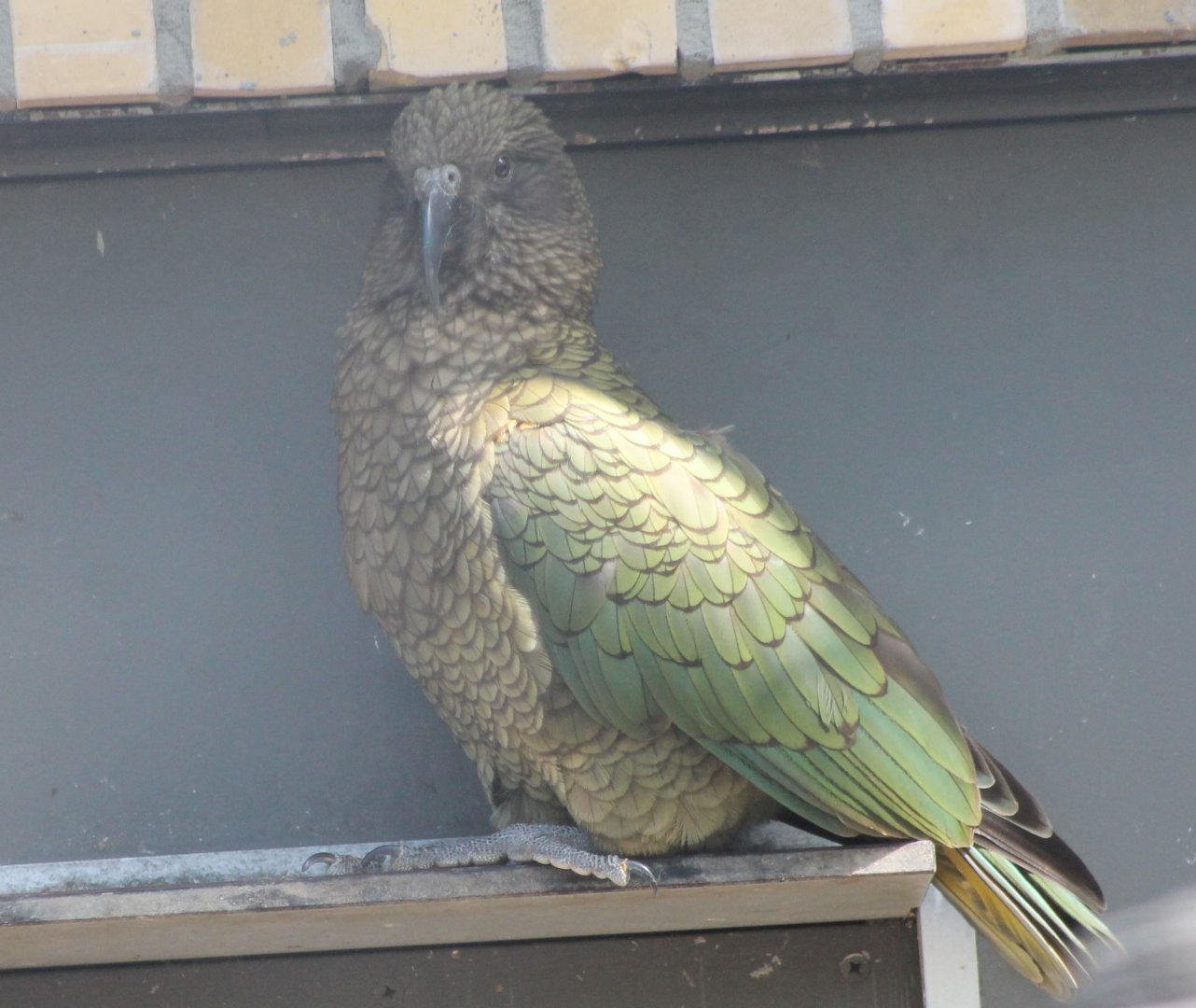 Kea