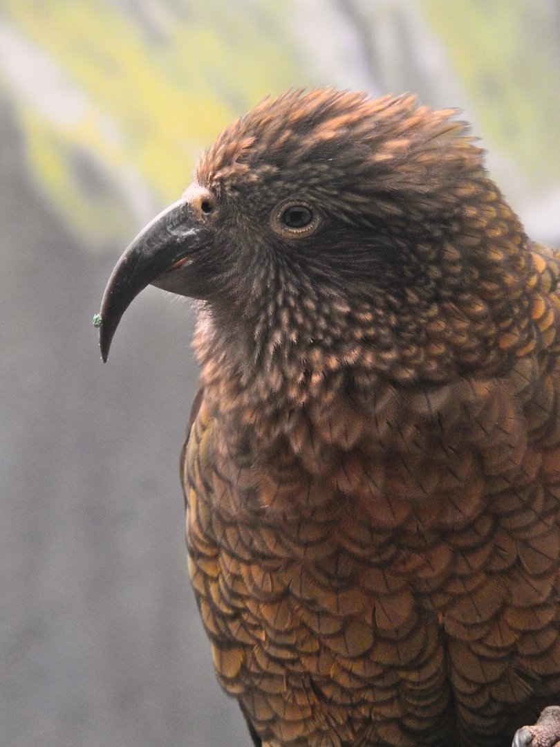 Kea