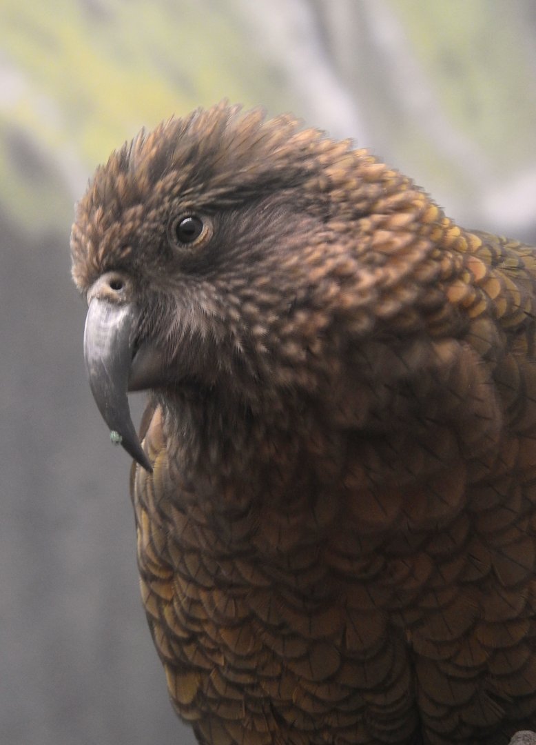 Kea