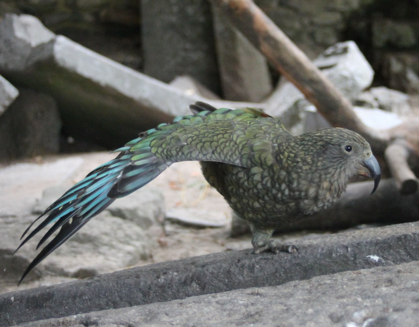 Kea