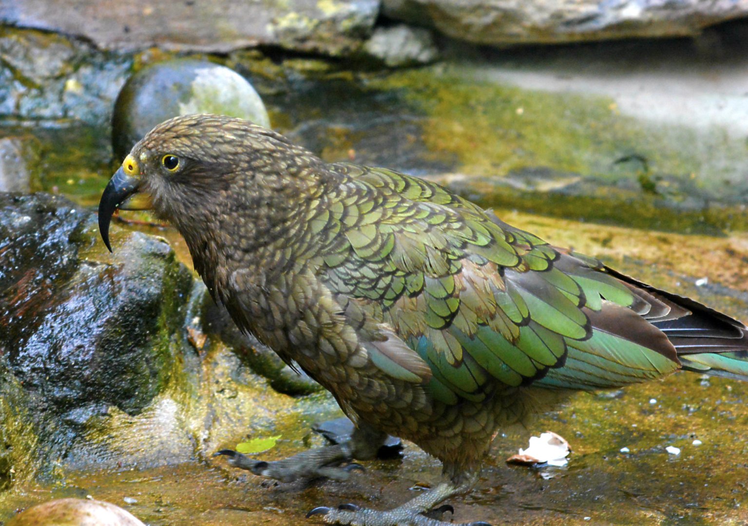 Kea