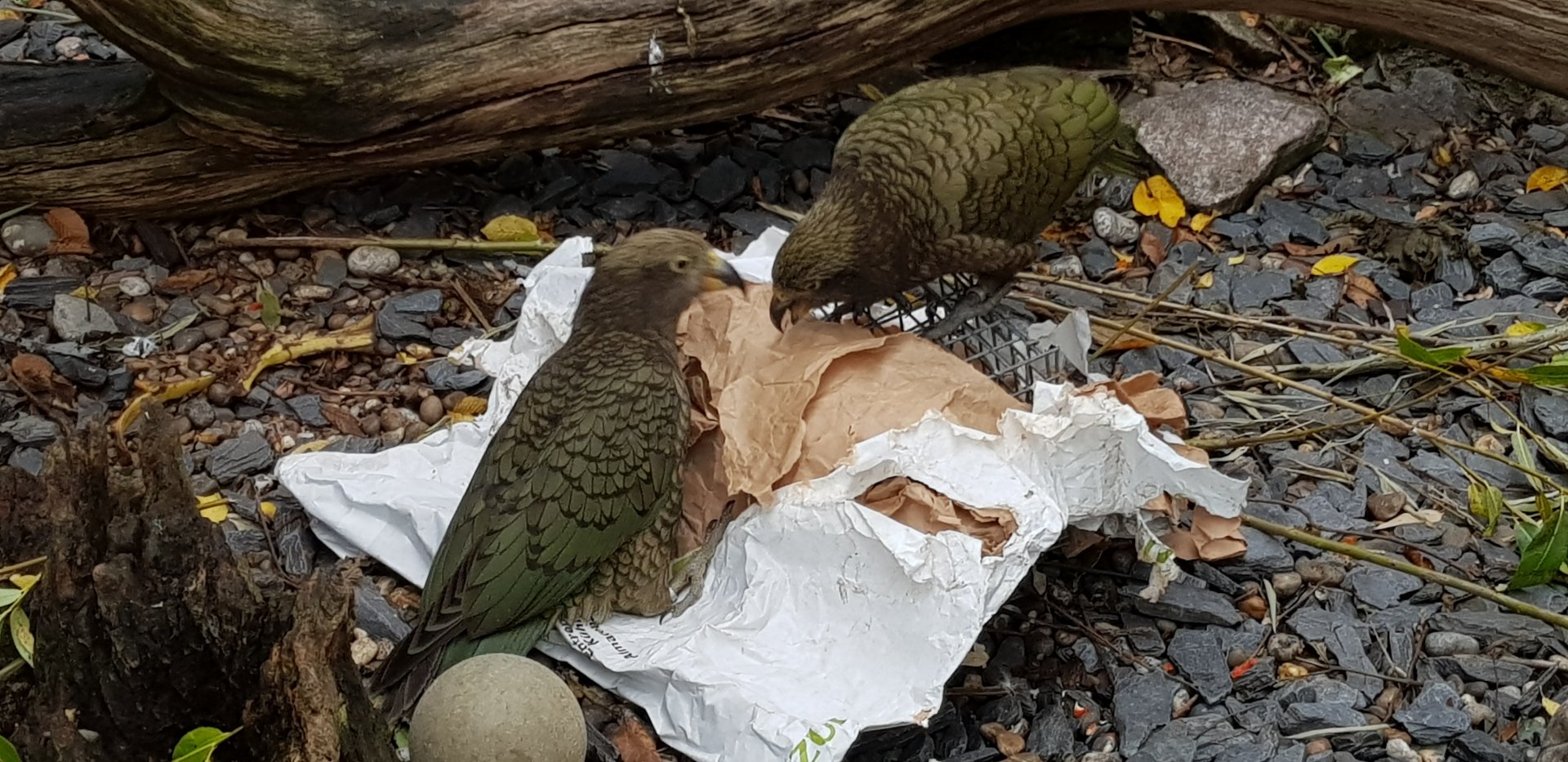 Kea