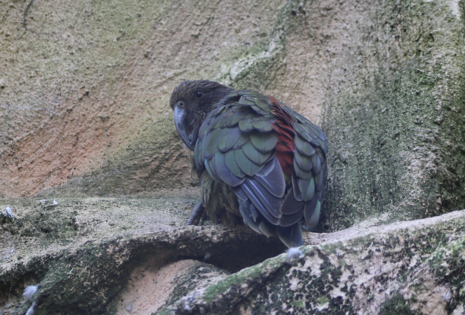 Kea