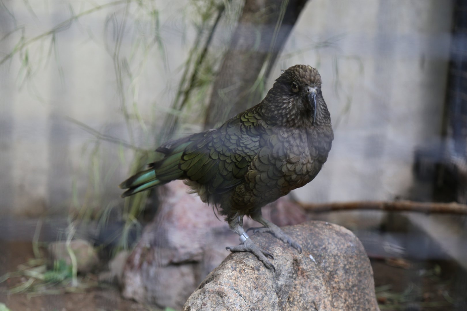 Kea