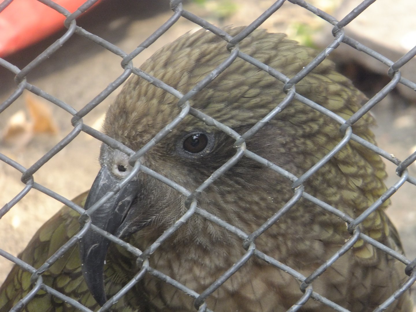 Kea
