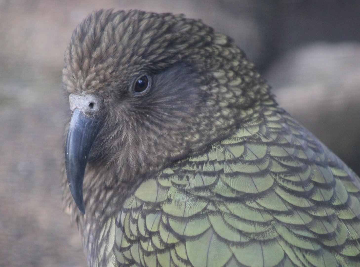 Kea