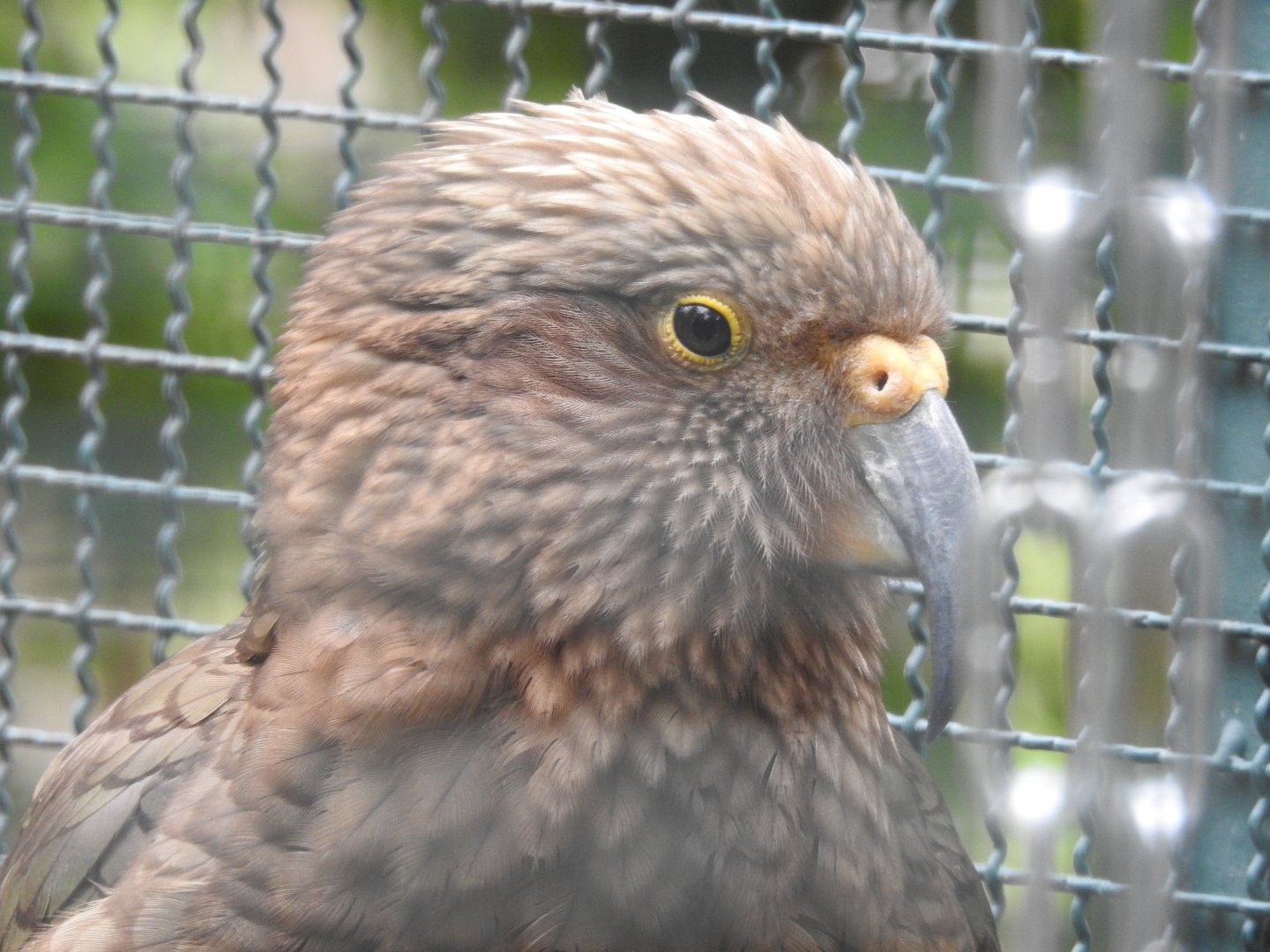 Kea