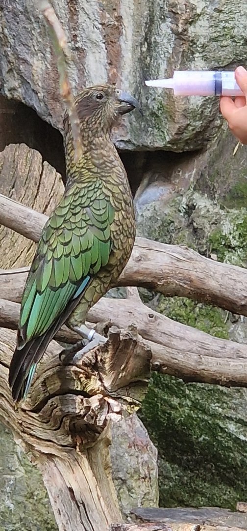 Kea