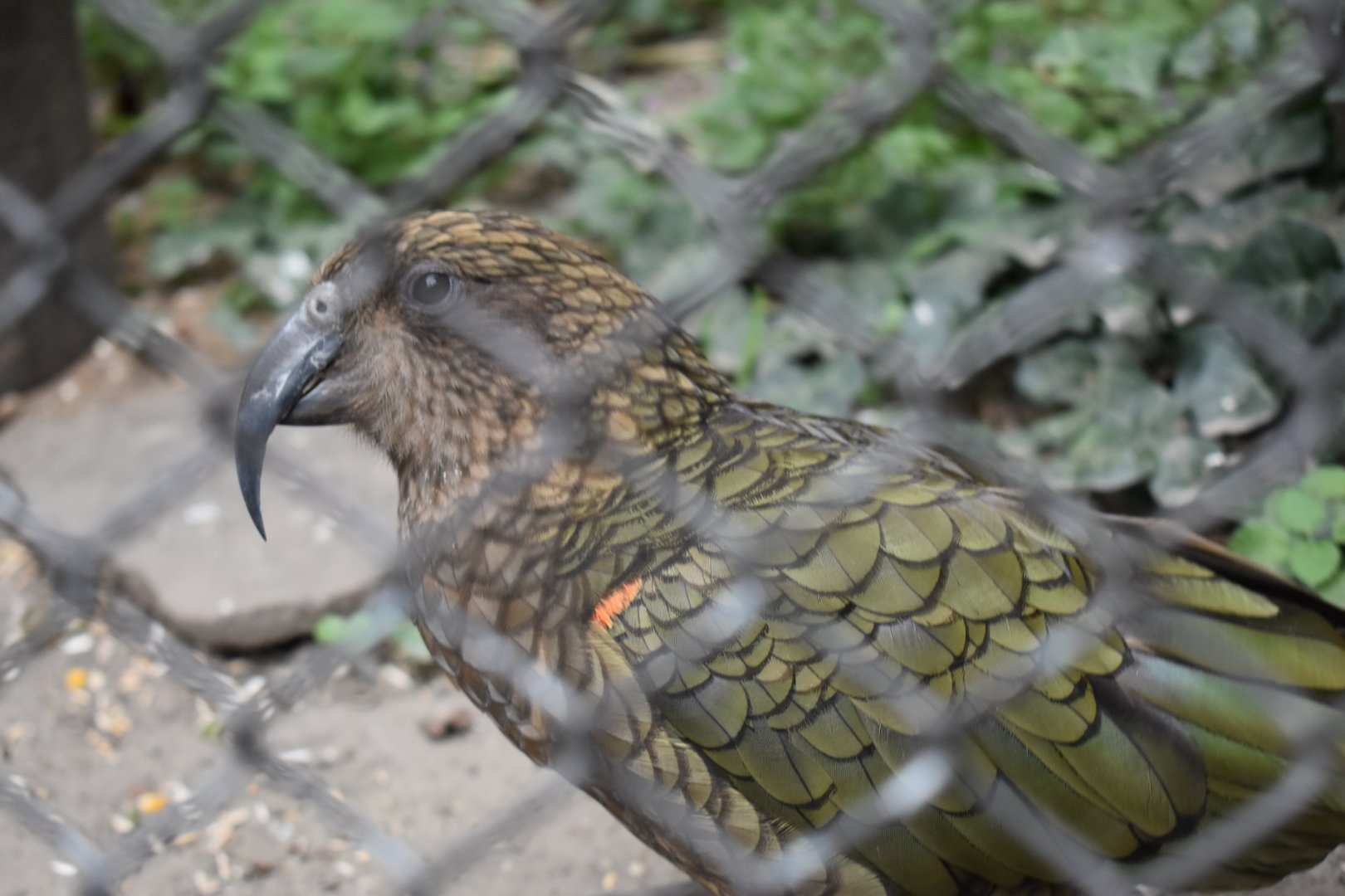 Kea