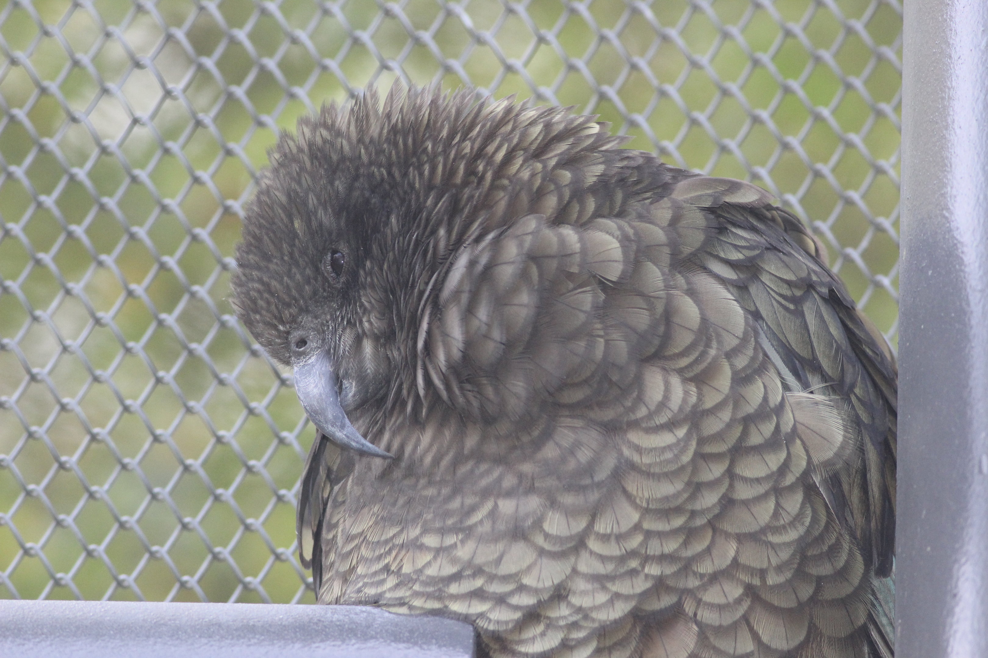 Kea