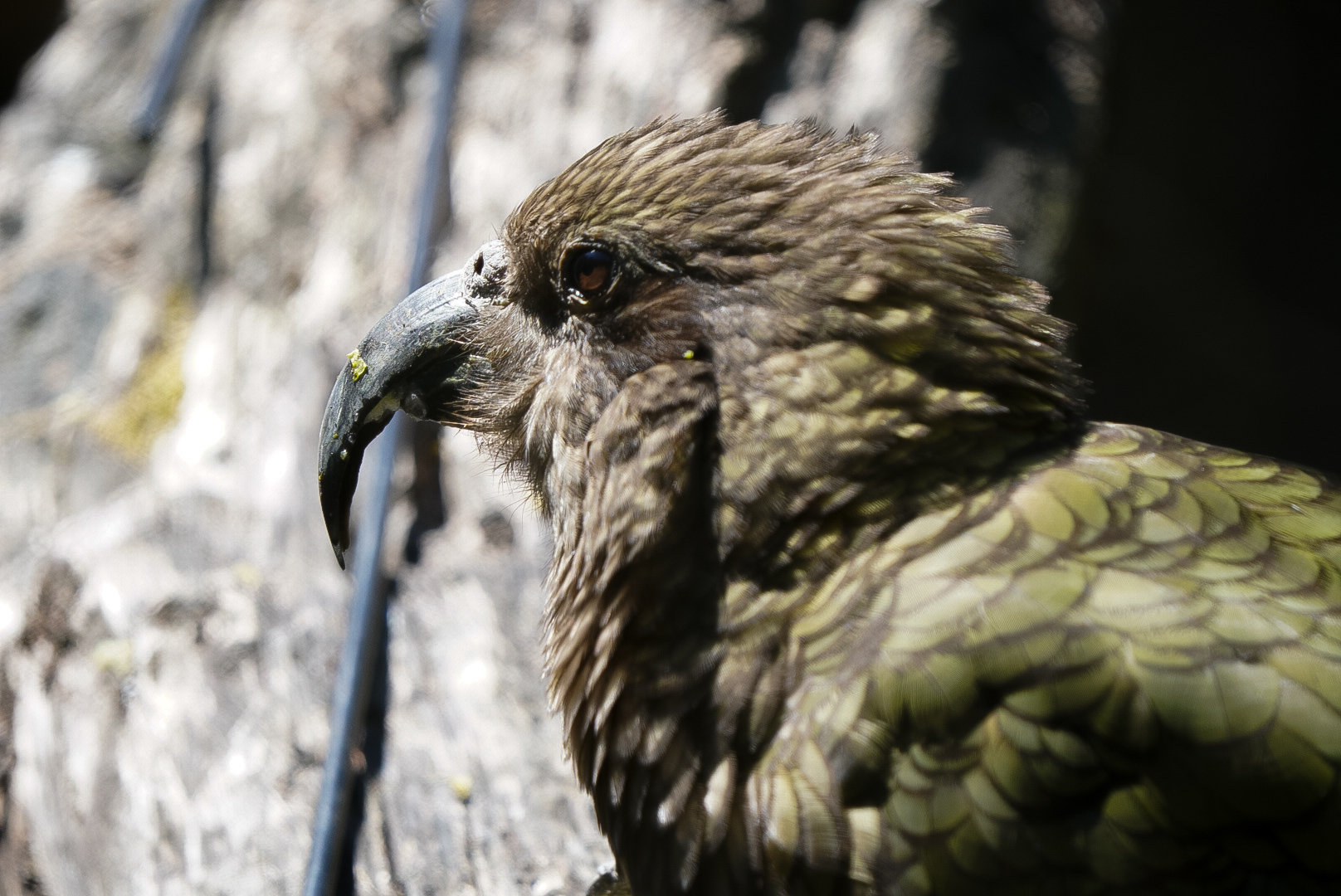 Kea