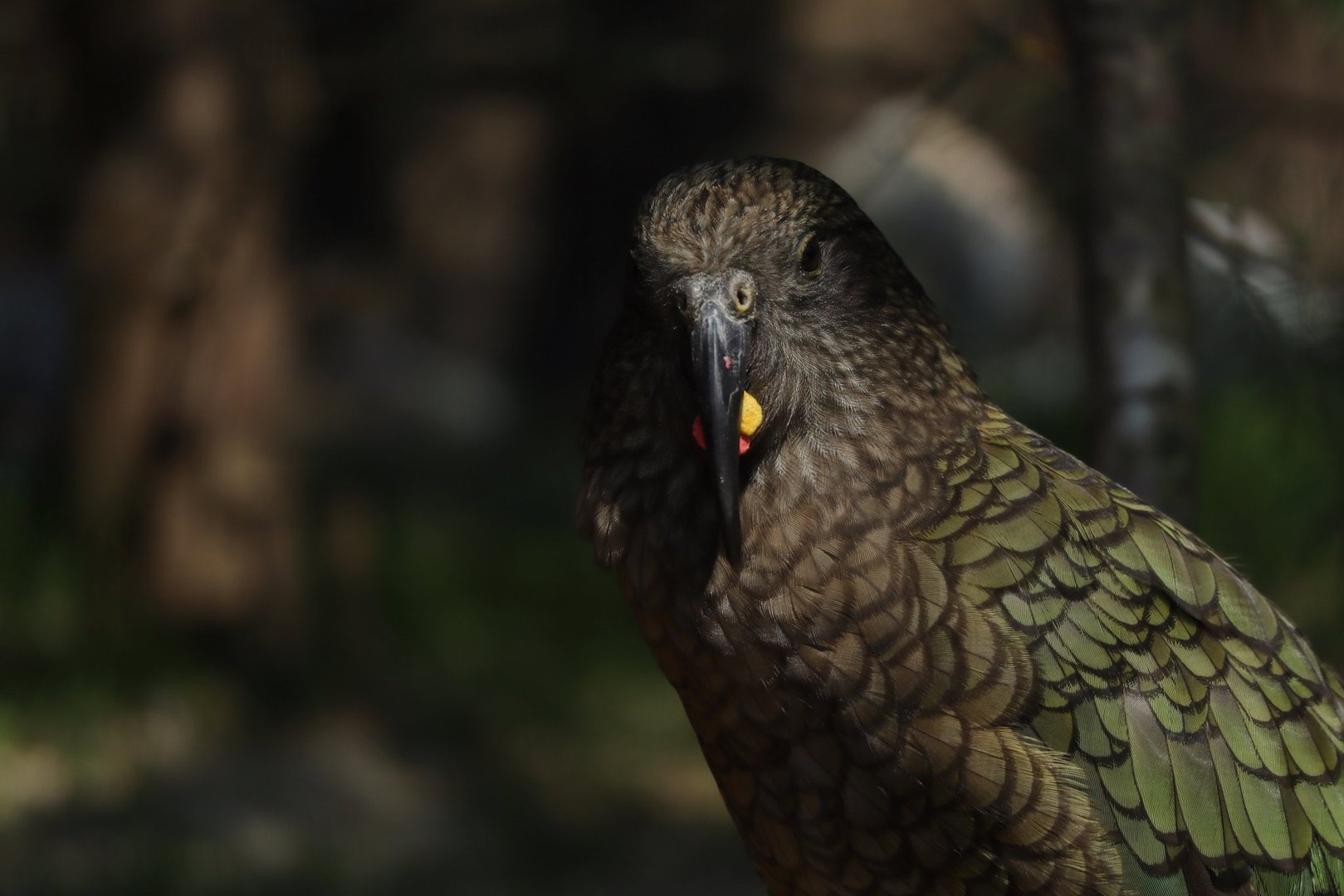 Kea