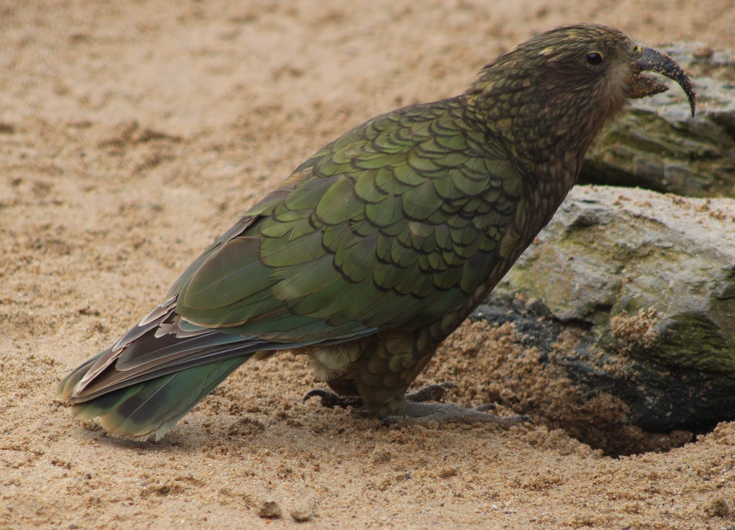 Kea
