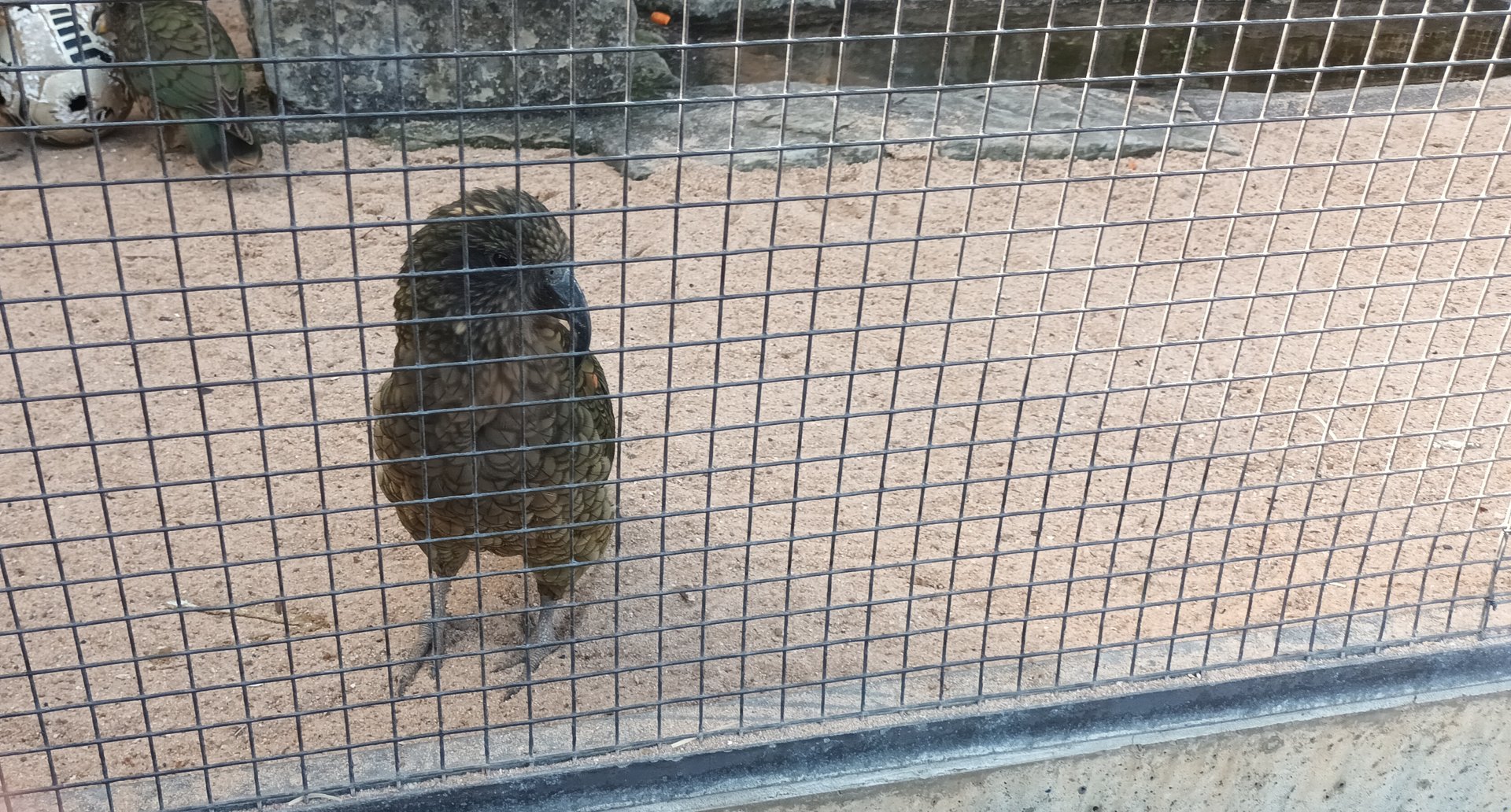 Kea