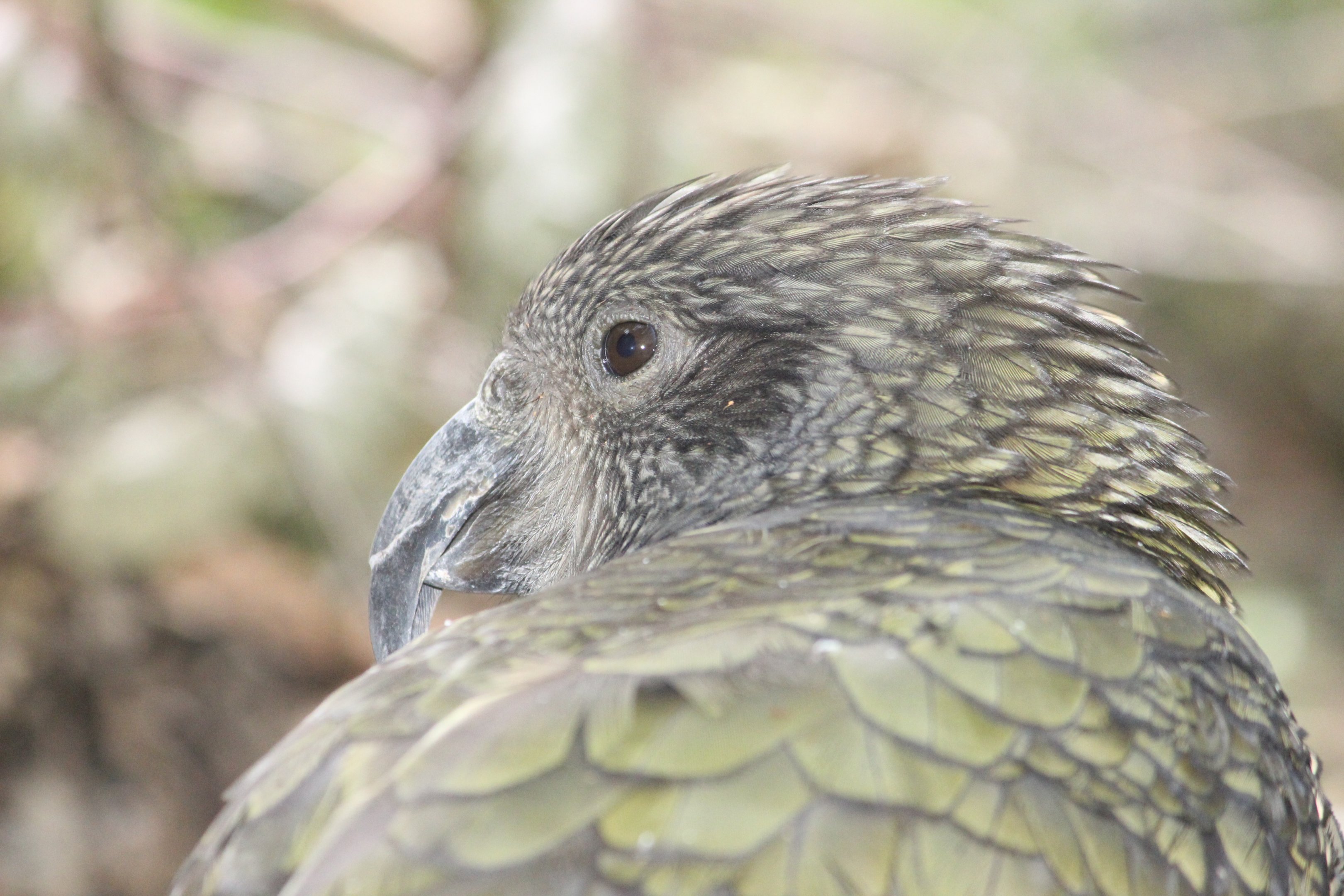 Kea