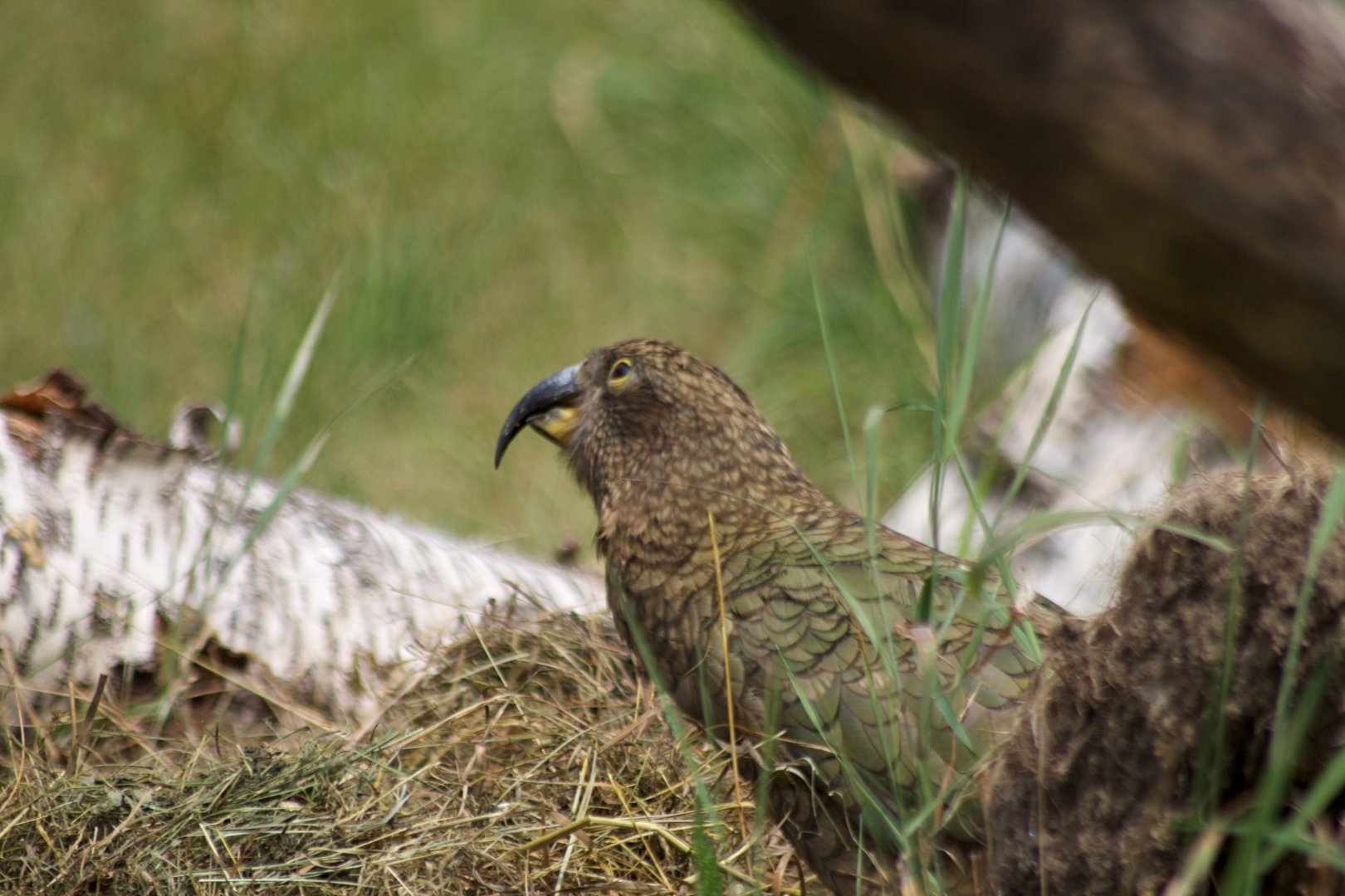 Kea