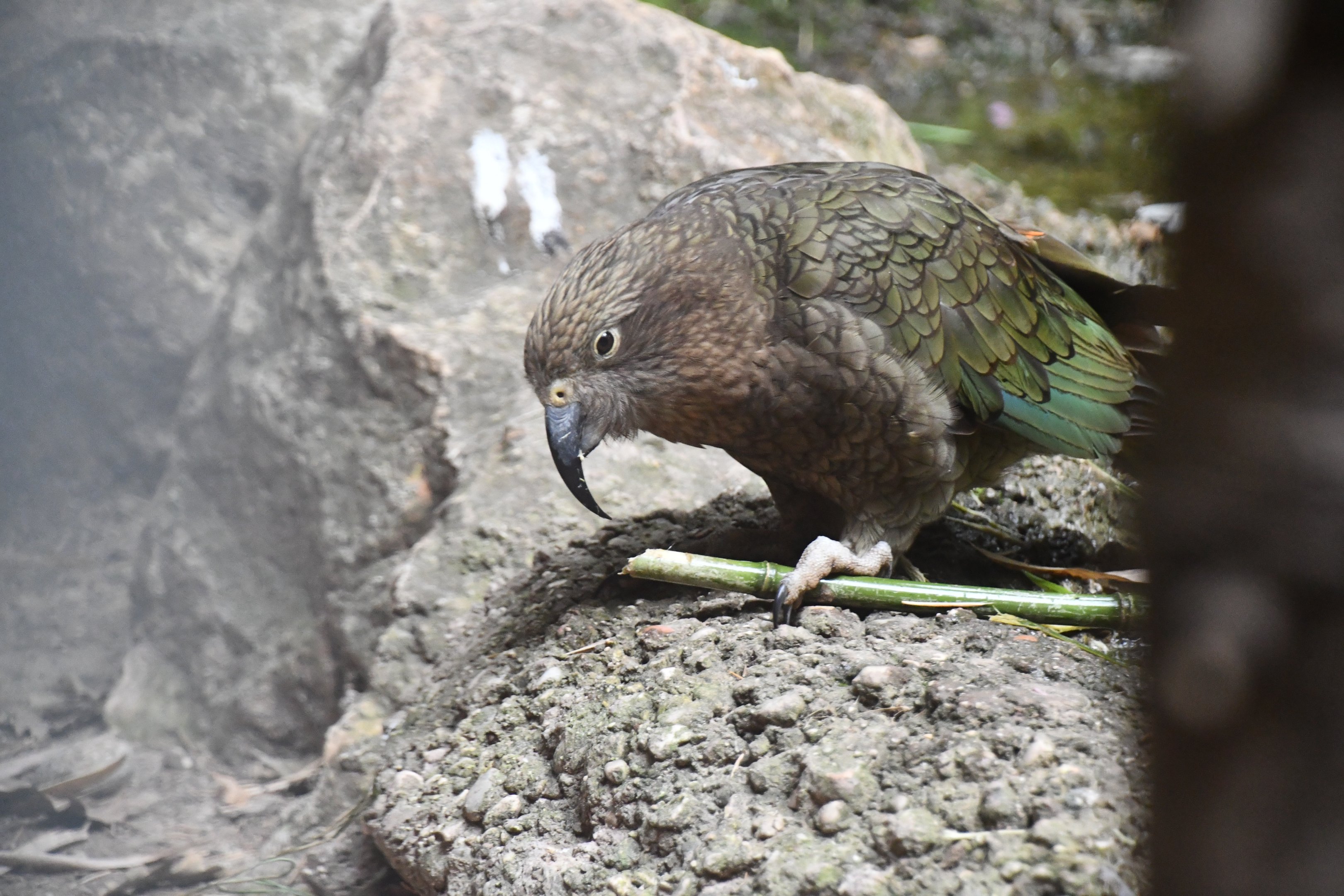 Kea