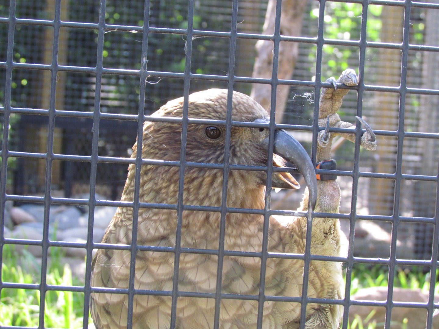 Kea