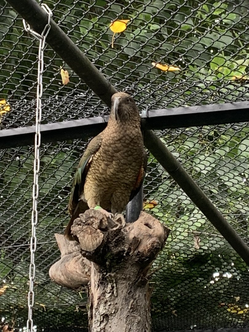 Kea
