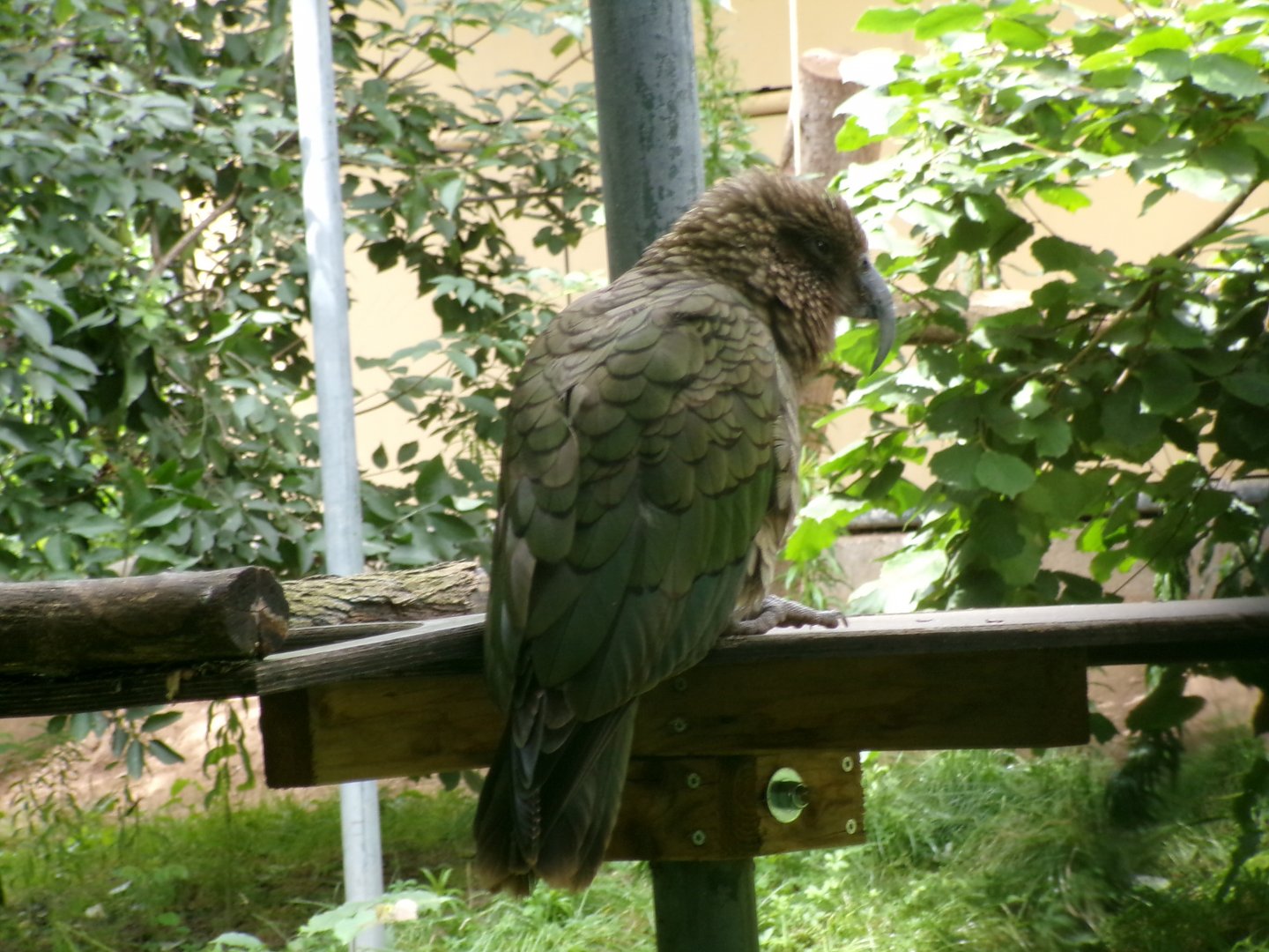 Kea