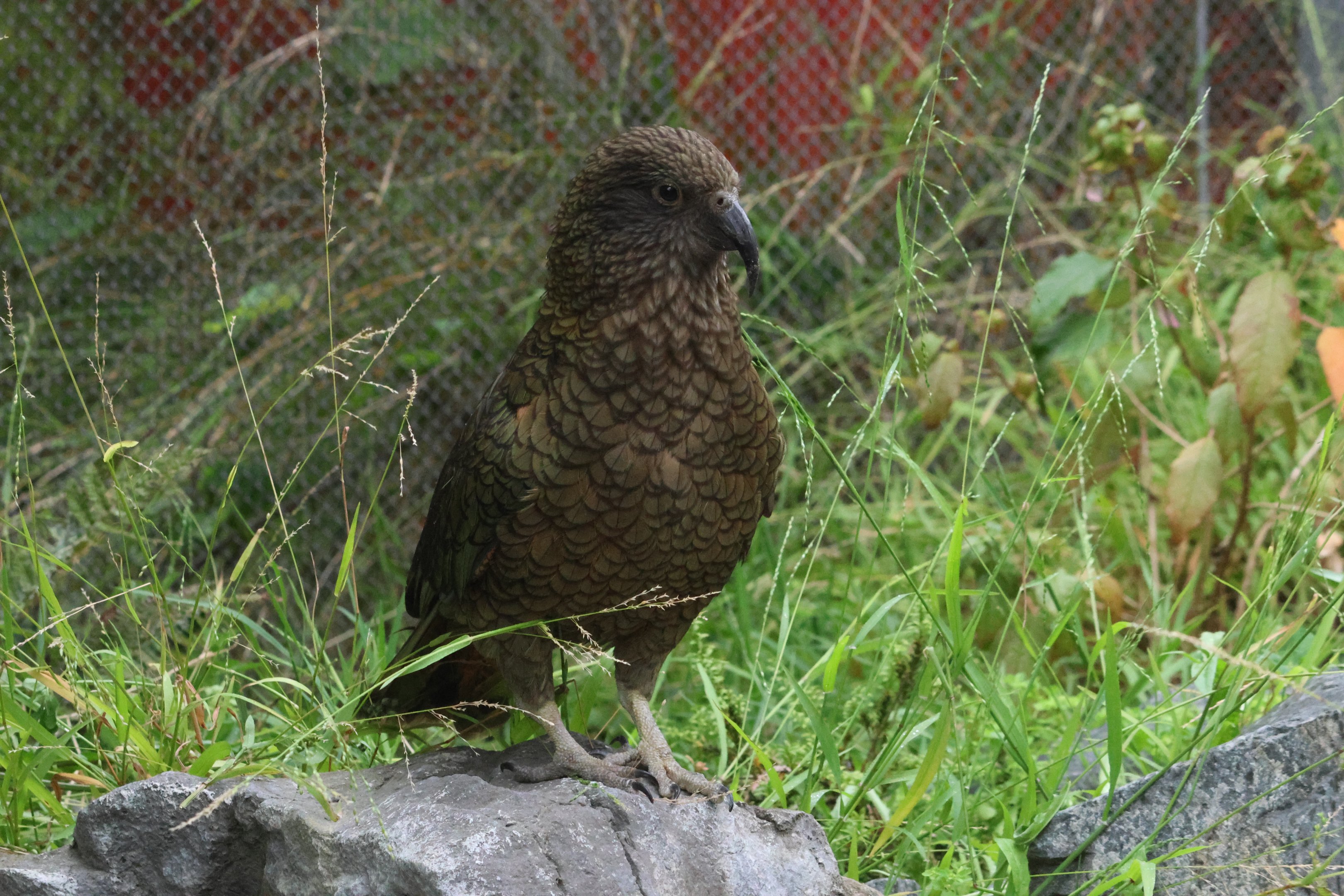 Kea