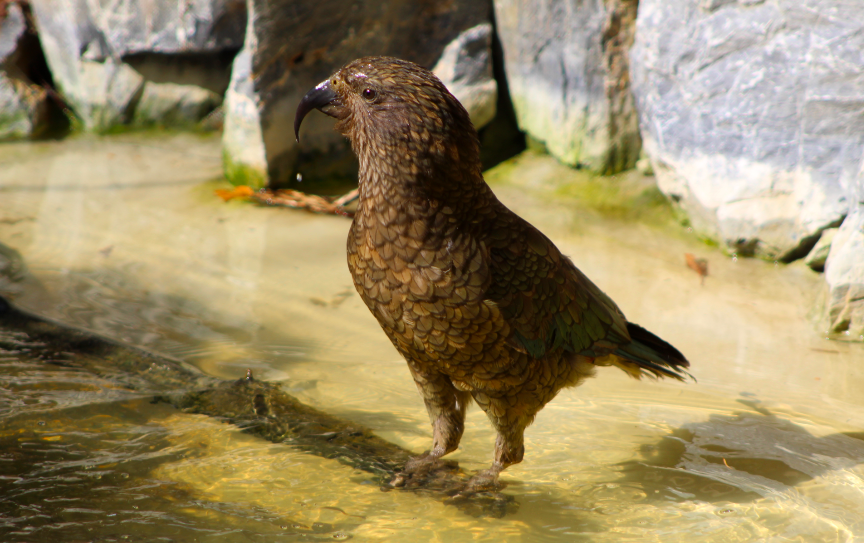 Kea