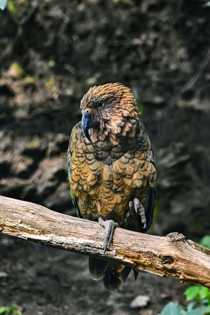 Kea