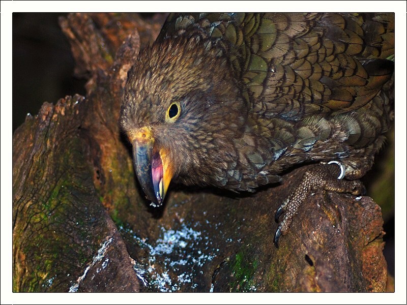Kea