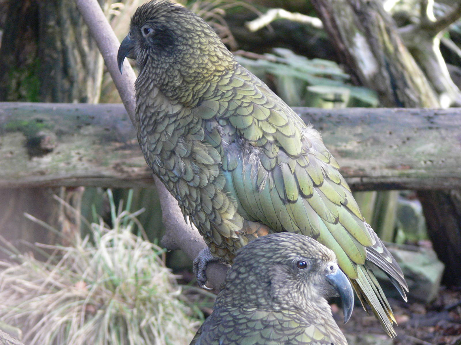 Keas at Blackpool Zoo, 09/12/12