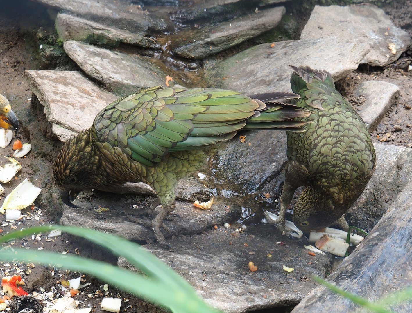 Keas (Nestor notabilis), 2023-10-13