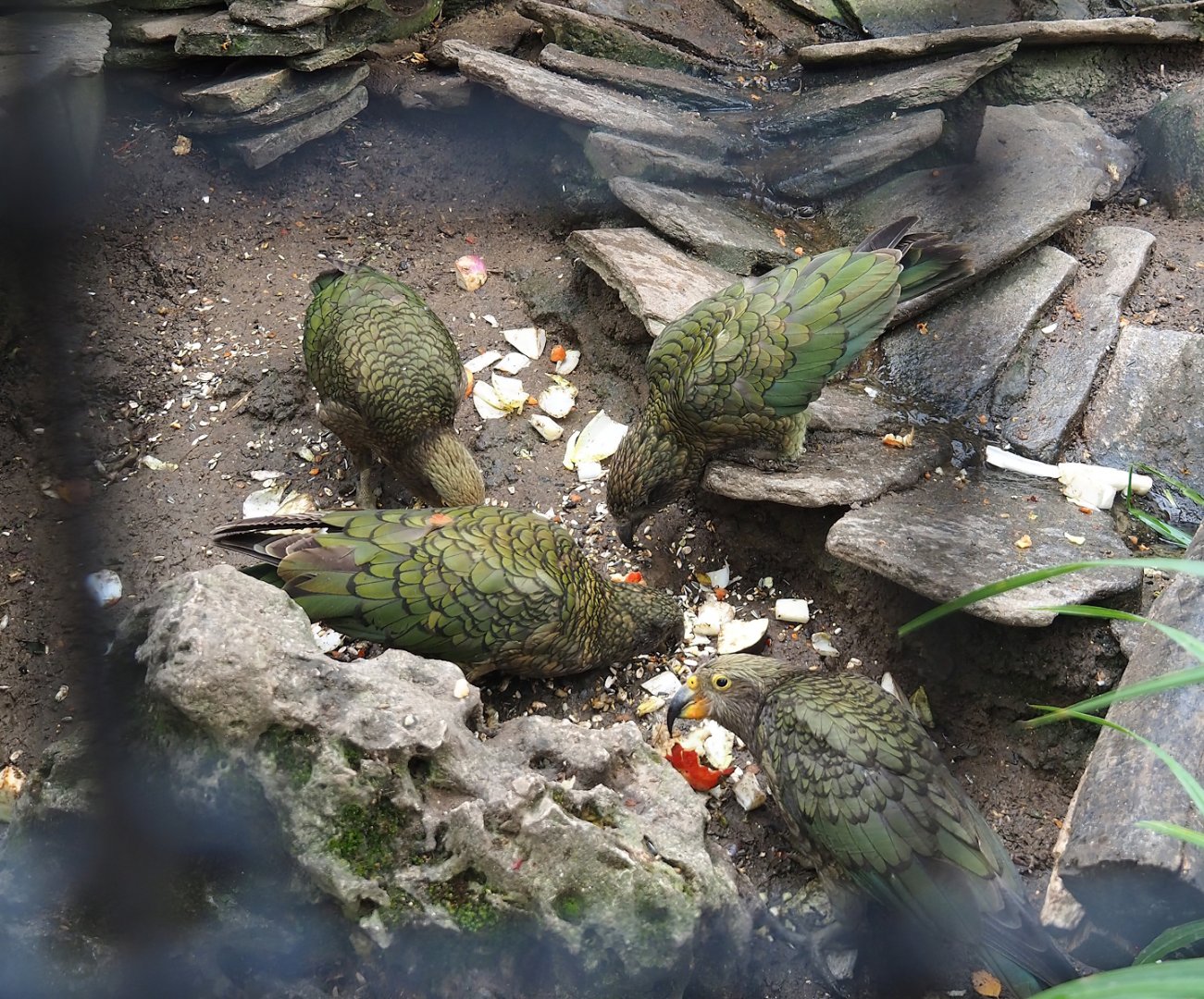 Keas (Nestor notabilis), 2023-10-13