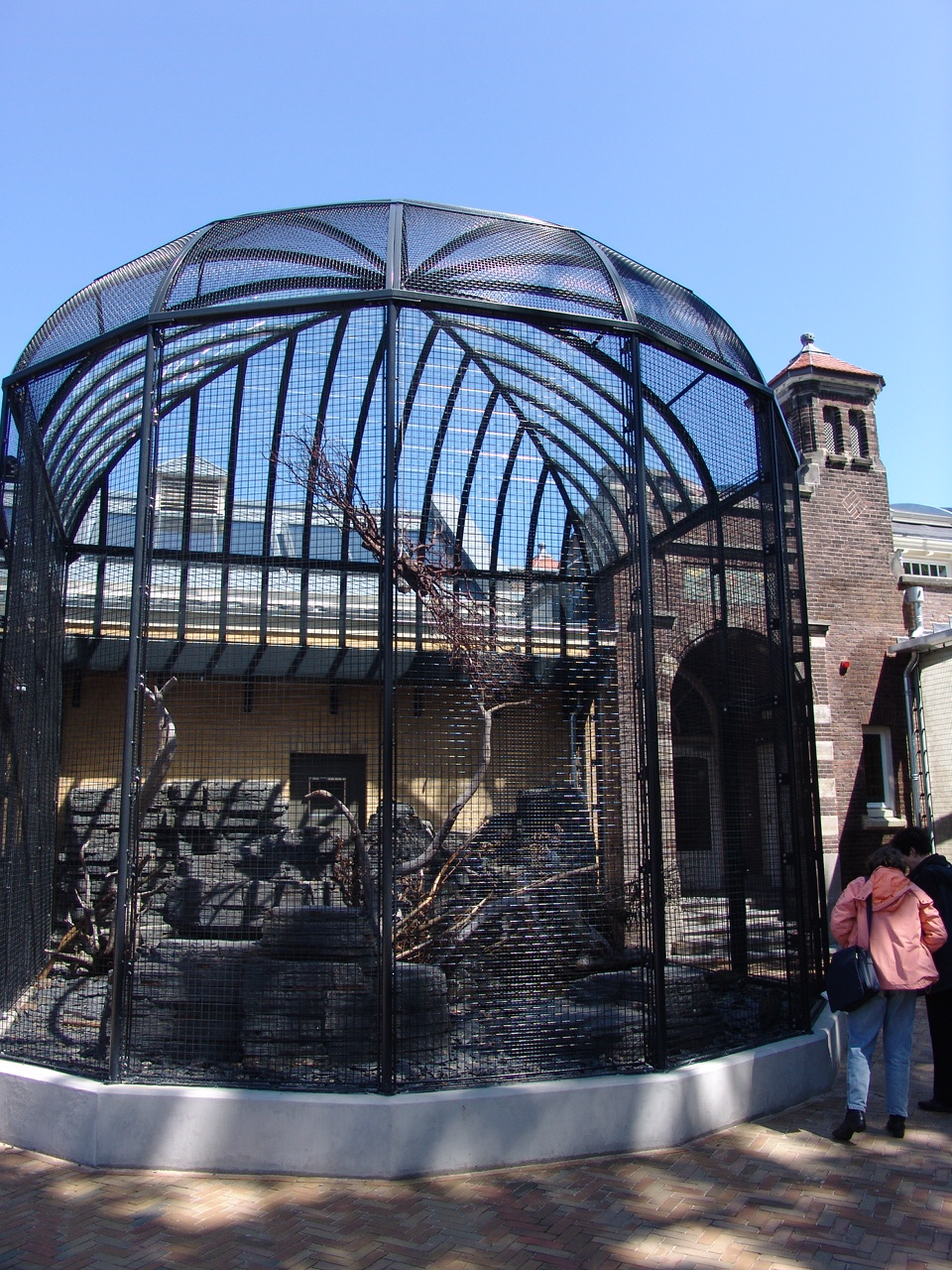Kea's (Nestor notabilis) Aviary