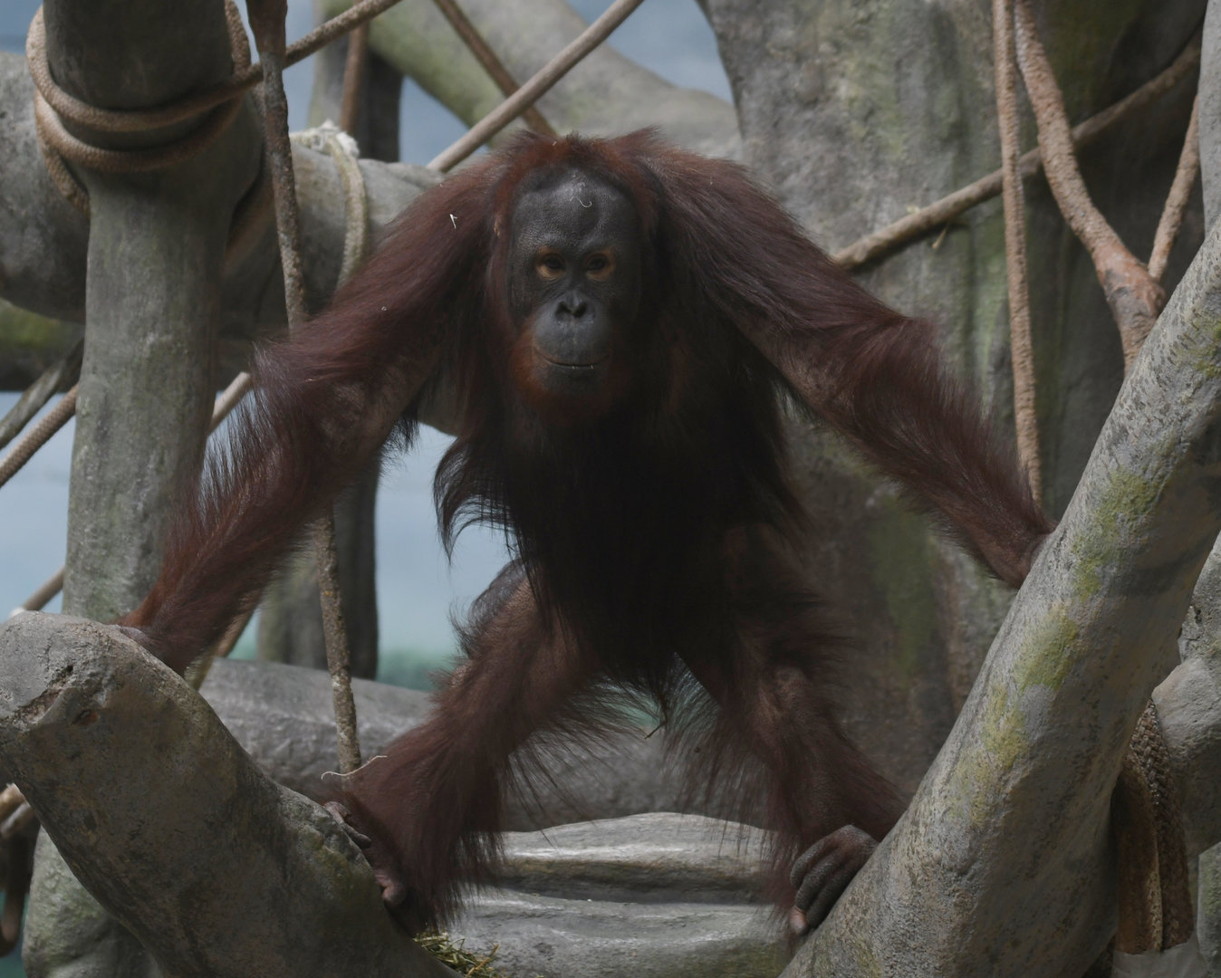 Kecil - Bornean orangutan