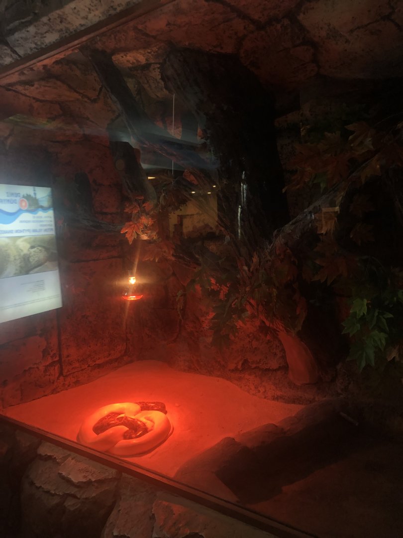 Keçiören Aquarium-Burmese(?) Pythons