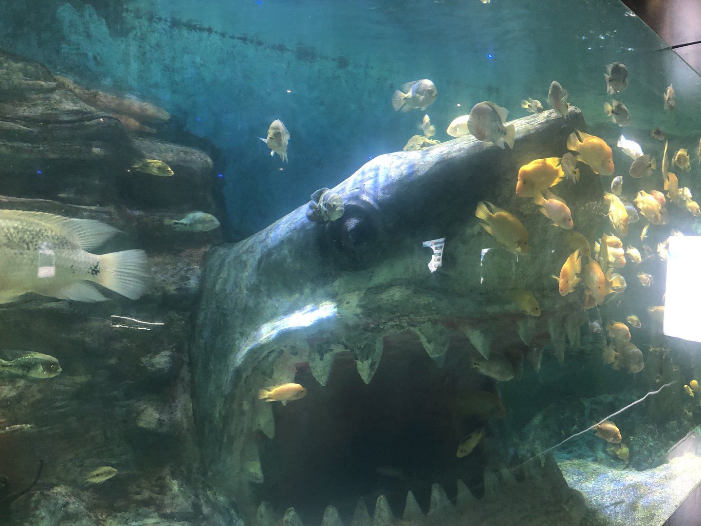 Keçiören Aquarium-Cichlids with Shark