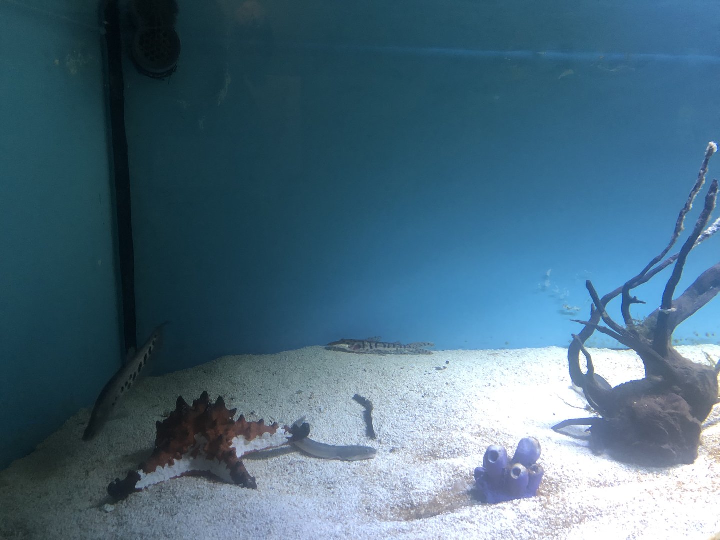 Keçiören Aquarium-Clown Featherback and Co.