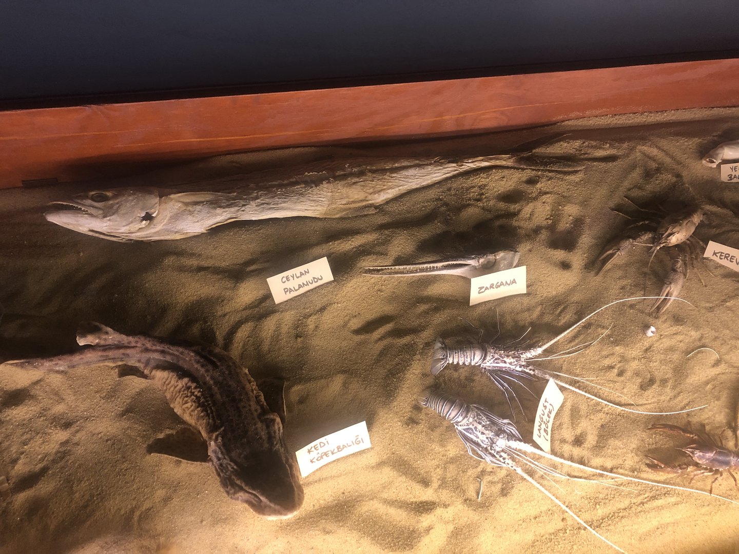 Keçiören Aquarium-Dry Specimens