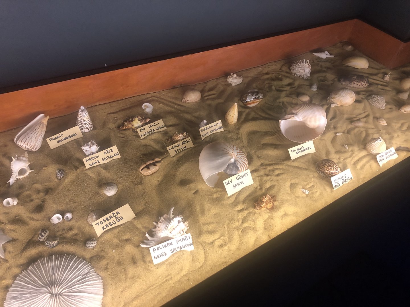 Keçiören Aquarium-Dry Specimens