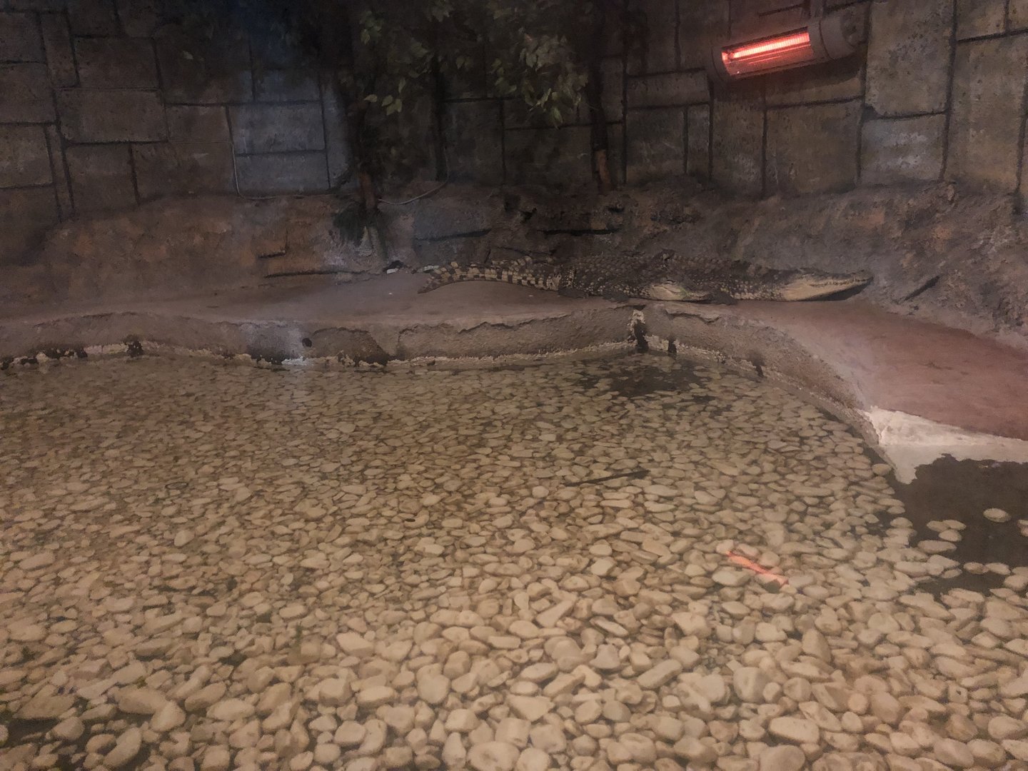 Keçiören Aquarium-Nile(?) Crocodiles