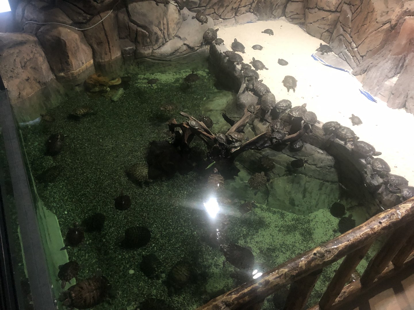 Keçiören Aquarium-Red-Eared Sliders