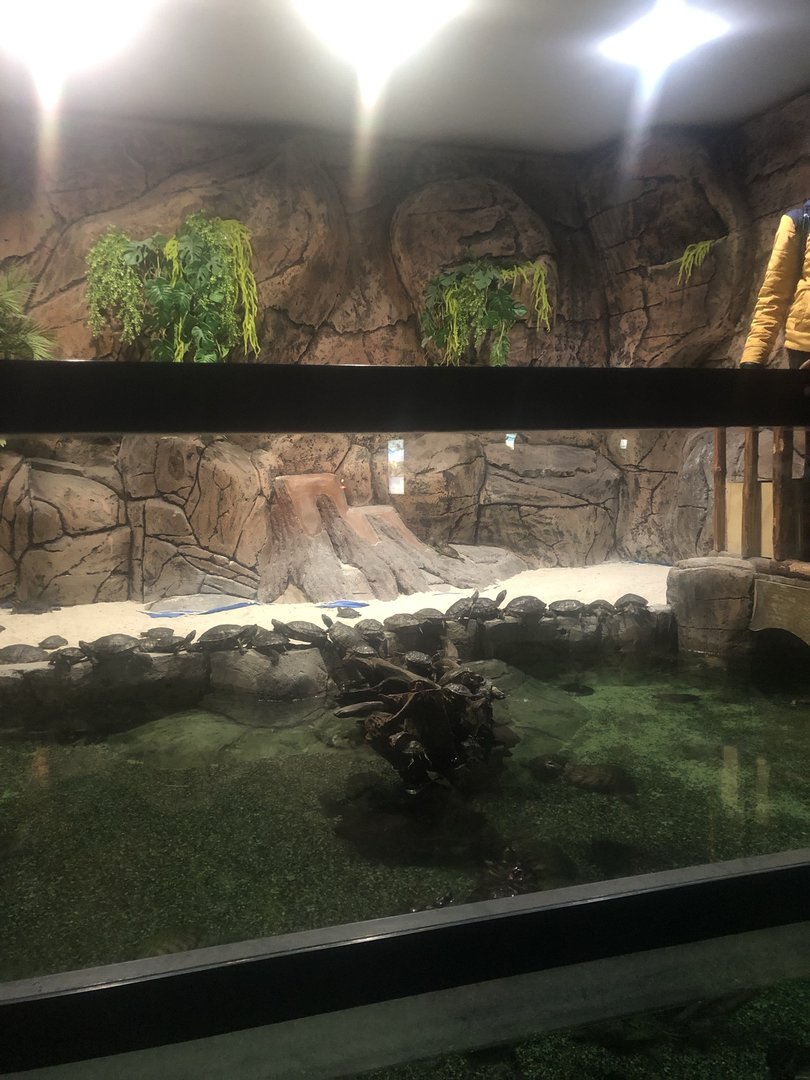 Keçiören Aquarium-Red-Eared Sliders