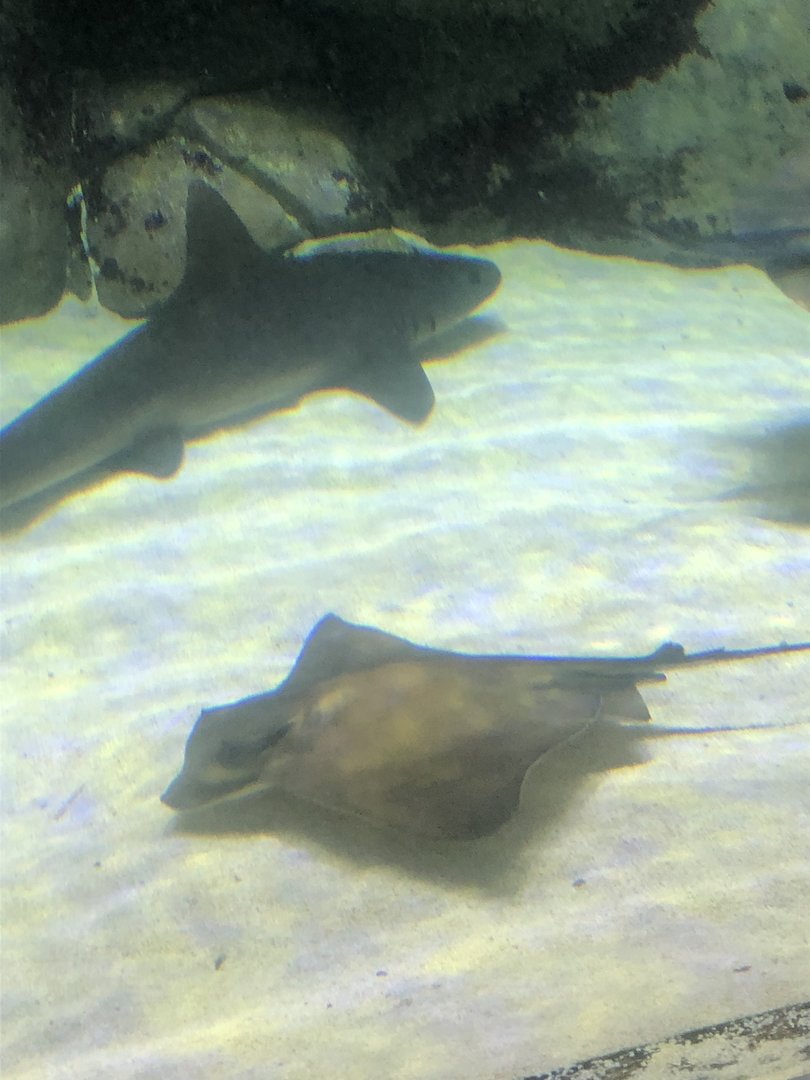 Keçiören Aquarium-Shark and Ray