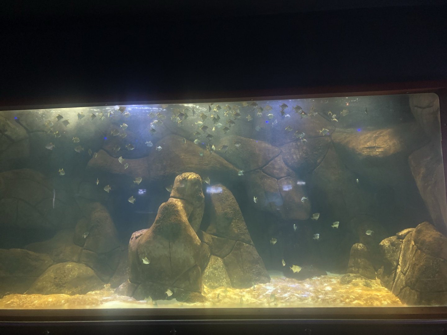 Keçiören Aquarium-Silver Moonies