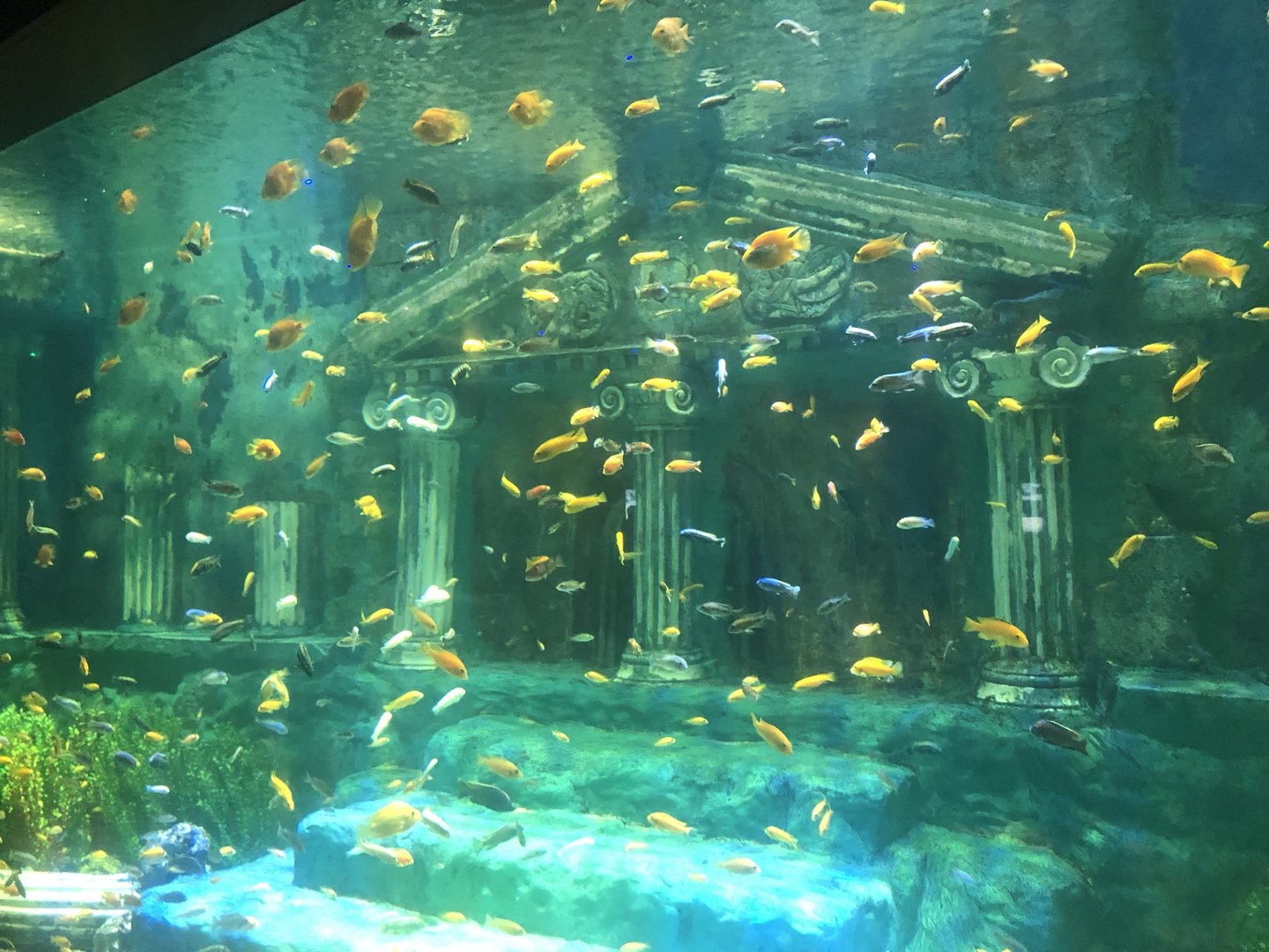 Keçiören Aquarium-The Cichlids of Atlantis