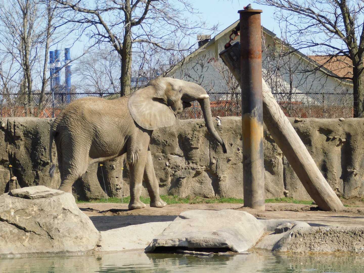 Kedar 17-year-old Male African Elephant (Loxodonta africana) March 2022