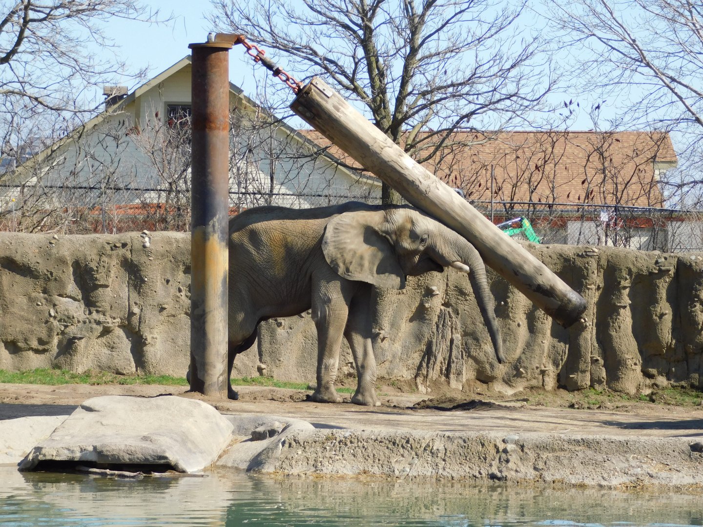 Kedar 17-year-old Male African Elephant (Loxodonta africana) March 2022