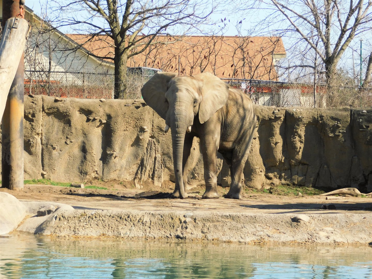 Kedar 17-year-old Male African Elephant (Loxodonta africana) March 2022